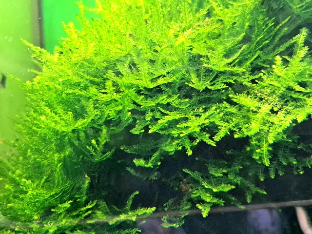 50 ml Spiky Moos - Taxiphyllum spec. spiky, Aquarium Pflanzen - Moos, Nano Cube