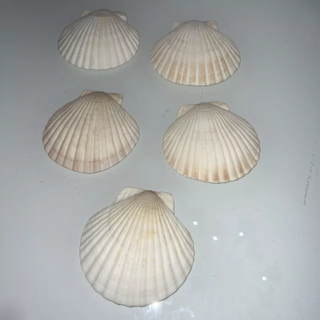 Shells for crafts - 24 Atlantic Ocean Gray scallop shells various