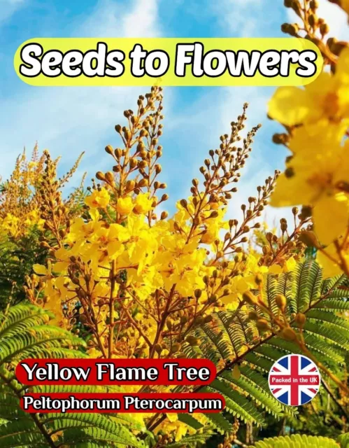 Yellow Flame Tree Copper Rod Peltophotrum Pterocarpum Tropical Exotic  15 Seeds