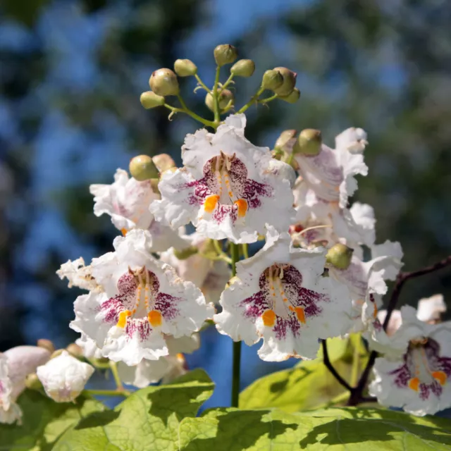 SAMEN  Trompetenbaum exotisch schöner Baum mit tolle weiße Blüten.