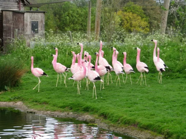 Photo 6x4 James's Flamingoes at Slimbridge Seen at the Wildfowl & Wetland c2019