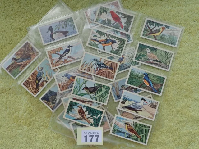Glengettie Tea - Rare British Birds - Full Set 25 Trade Cards