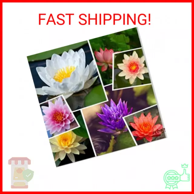 zcbang Live Aquatic Hardy Water Lily Flower Plant Mixed Colors Bonsai Lotus Seed