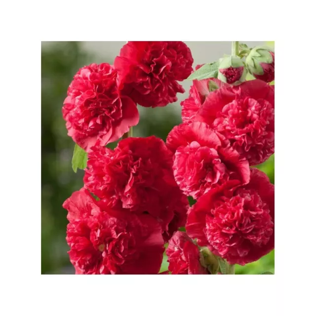 50 Graines Rose trémière Alcea rosea (hollyhock) Double Red flower seeds