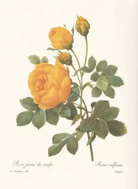 Gelbe Rose - Rosa sulfurea  FAKSIMILE Pierre Joseph Redoute 1833