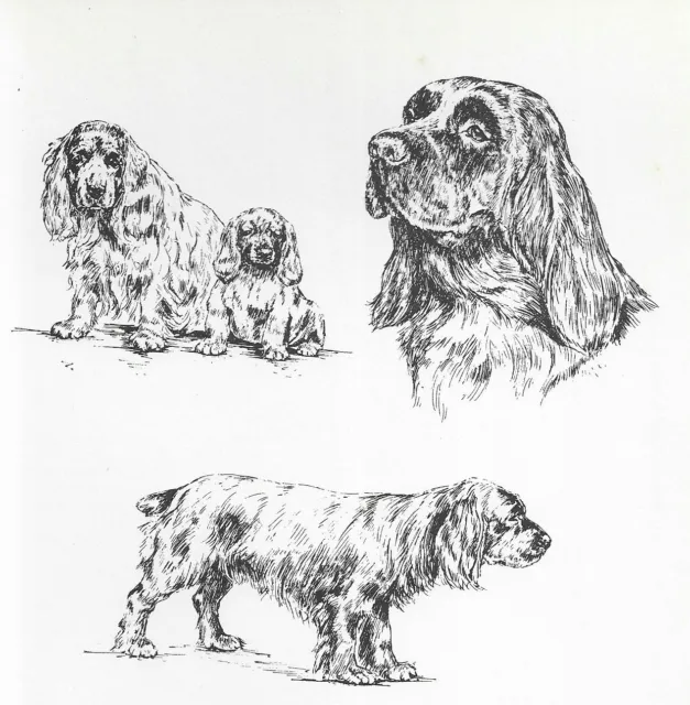 Sussex Spaniel - CUSTOM MATTED - 1963 Vintage Dog Art Print *