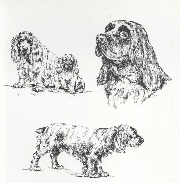 Sussex Spaniel - CUSTOM MATTED - 1963 Vintage Dog Art Print * Sussex Spaniel - CUSTOM MATTED - 1963 Vintage Dog Art Print *