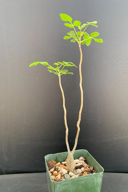 BURSERA SIMARUBA GUMBO Limbo, bonsai tropical tourist tree rare 