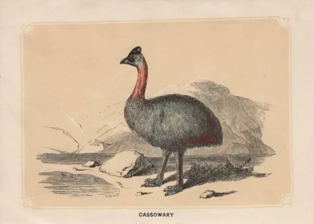 Helmkasuar (Casuarius casuarius) kolorierter Holzstich von 1851 Bicknell