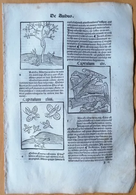 Original Post Inkunabel-Blatt Hortus Sanitatis Vögel Falke Venedig 1511