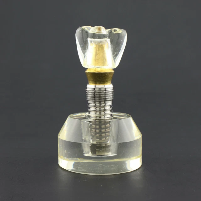 DENTAL IMPLANT ABUTMENT Model Detachable 2.5 Times Size Demo Clear