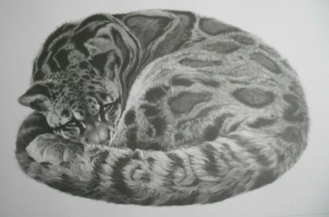 **SERENITY – CLOUDED LEOPARD**  By GARY HODGES  ~Signed Limited Edition Print