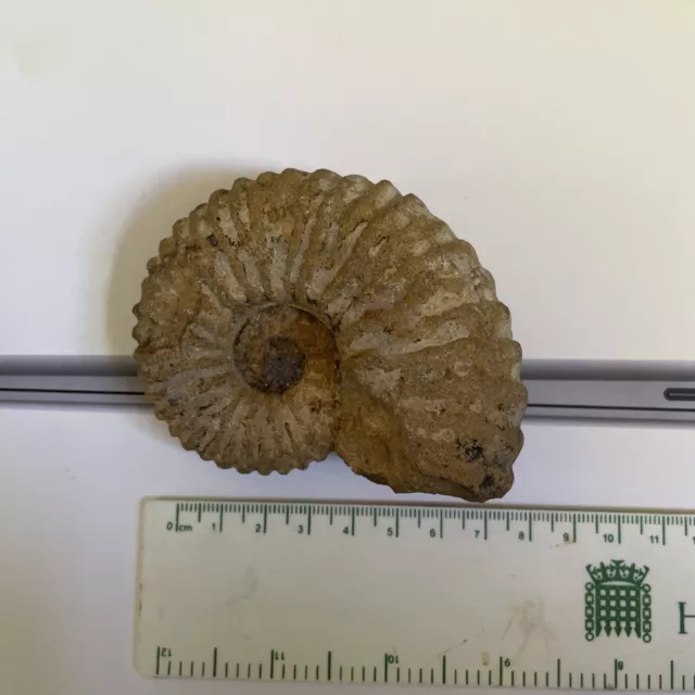 Fossilised Ammonite, Jurassic, Genuine Fossil