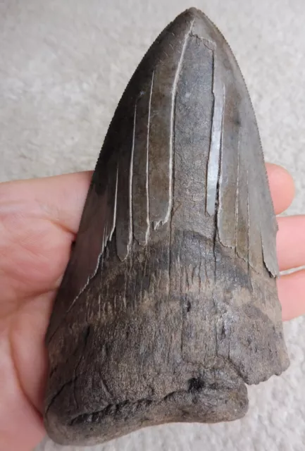 Extra Large Megalodon tooth (Serrated) - 5.434 inches (13.80 cm)