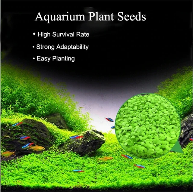 NEW LIVE AQUARIUM PLANT Seeds Fish Tank Water Grass Ground Covering Plants 2