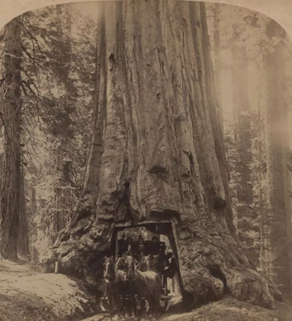 Horse Drawn Carriage thru Wawona, Mariposa Grove CA Underwood Stereoview 1894