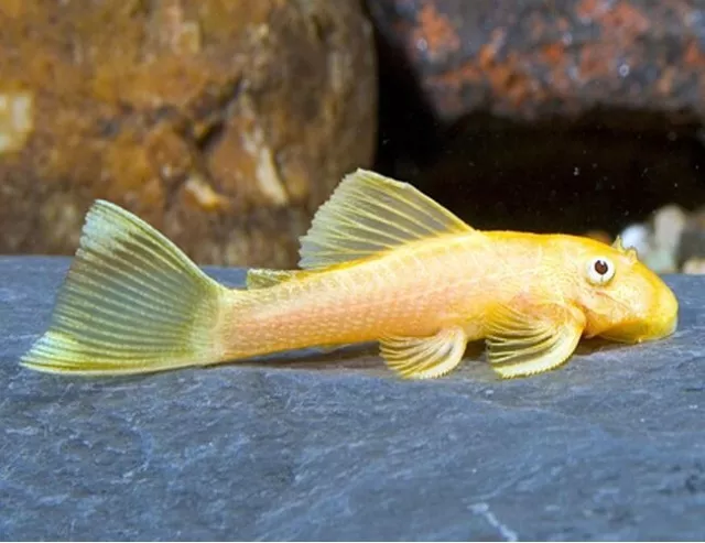 1 Albino Bristlenose Pleco 1 Inch + NO BLEMISH.