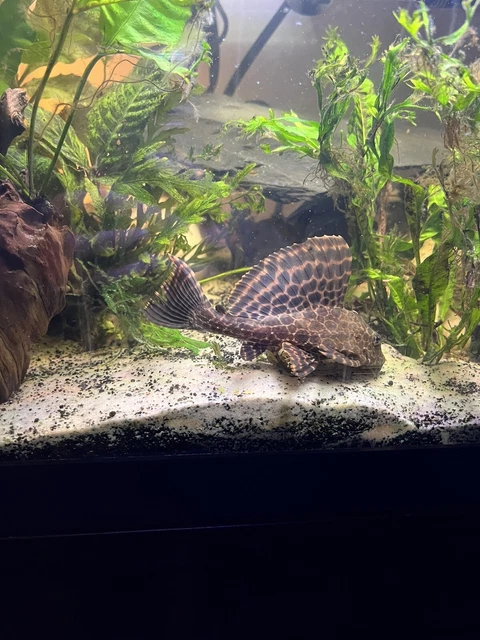 5" - 6” Leopard Sailfin Pleco Algae Eater Live Freshwater Aquarium Fish