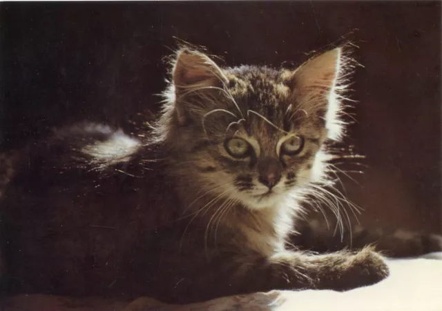 Cpsm / Carte Postale / Chat / Cat / Edition Marcou // Le Chaton Au Soleil