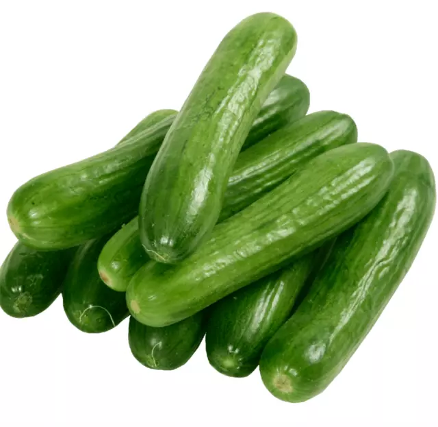 CUCUMBER LEBANESE 20 seeds HEIRLOOM Spring Summer easy grow garden vegetable