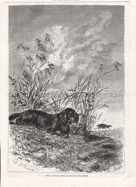 DOG Gordon Setter (Named) Hunting Quail, Large 1870s Antique Engraving Print