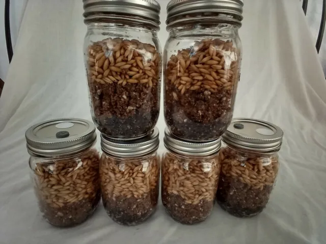 PINT Mushroom Jars READY ALL N 1 Sterilized Substrate Grain Grow Fast SHIP [A]