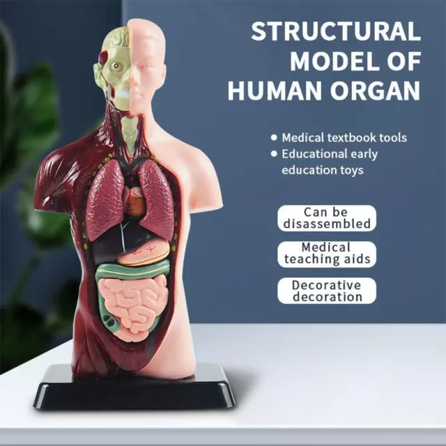 Early Education Human Organ Bone Model Set For Children's Puzzle V1E7