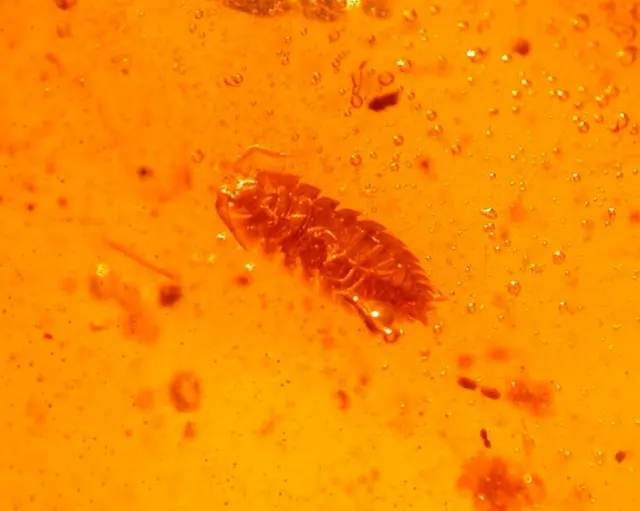 Very RARE Isopod Woodlouse in Dominican Amber Fossil Cabochon Gemstone