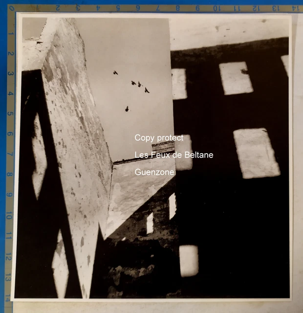 Birds in flight building Austria Ernst HAAS photo document print