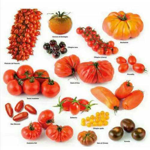 300 Semillas De Tomate Mezcladas 15 Variedades    + Regalo Gratis