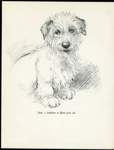 SEALYHAM TERRIER LOVELY VINTAGE 1930'S DOG ART PRINT by KF BARKER