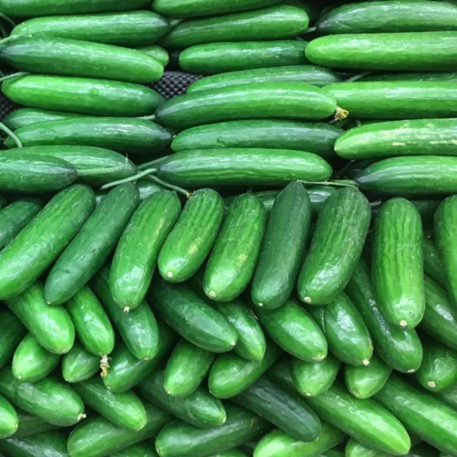 CUCUMBER Beit Alpha (Lebanese) 10 seeds  vegetable to 250g garden SPRING SUMMER