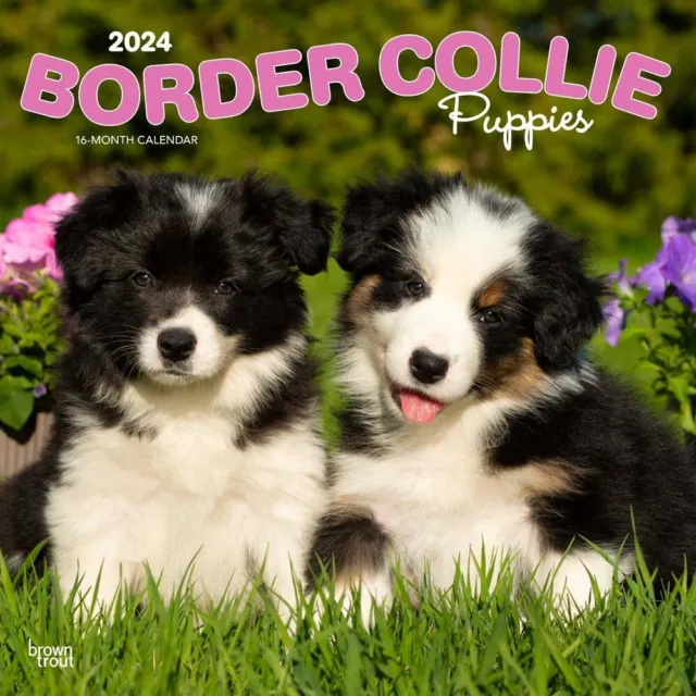 Border Collie Puppies  2024 12 x 24 Inch Monthly Square Wall Calendar  BrownTrou
