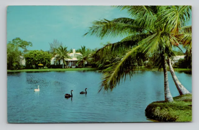 Swans in Tropical Port Roal Residence Section Naples, Florida Postcard