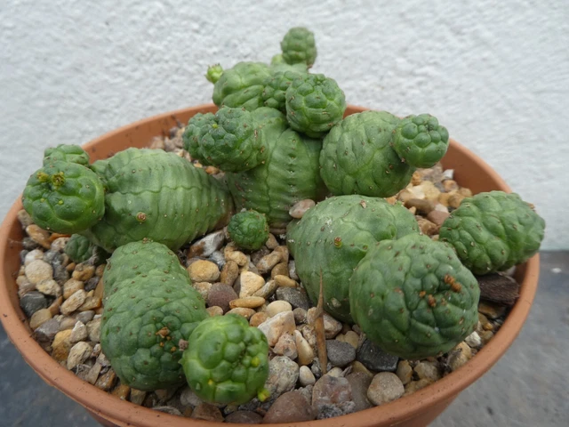 Euphorbia Knuthii Rara In Vaso 10 Cm | Caudex Con Fiori Gialli | Pianta Grassa Da Interno/esterno