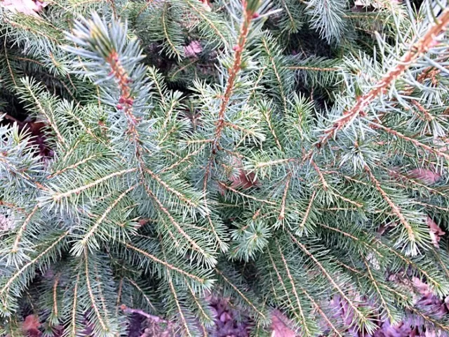 5 Stück Serbische Fichte Picea omorika Topf 15-25 cm Weihnachtsbaumjungpflanze