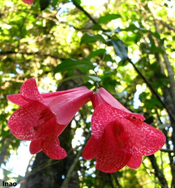 Lapageria Rosea - Flor de campana chilena cerosa - Planta trepadora - 3 Semillas