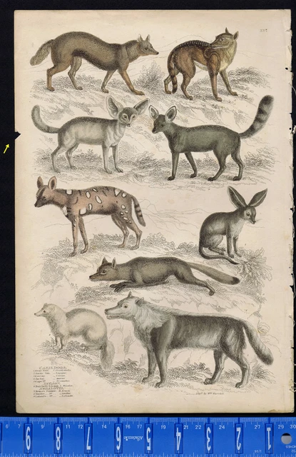 Canis-Dogs-Wolves-Arctic Fox-Lycaon-Jackal-Megalotis-1835 Cuvier Natural History