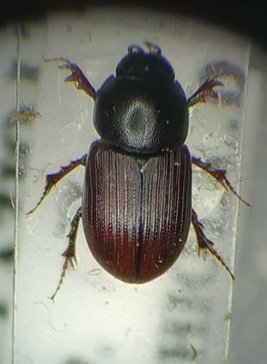 Coleoptera scarabaeoidae sigorus Porcus  italy lazio rm 