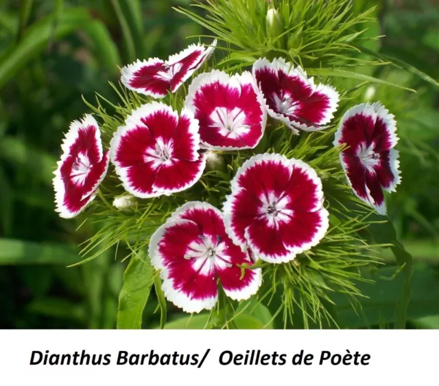 Seeds Dianthus Barbatus CHINA PINK OEILLET POÈTE Super HEIRLOOM CANADA Seed Mix