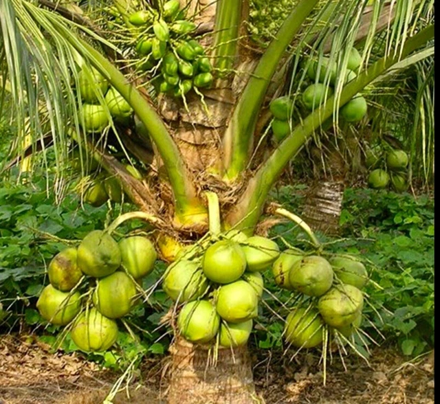 Coconut Seeds Sprout Coconut seed sprouted 2 Organic seeds