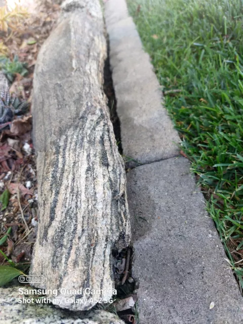 large petrified wood log
