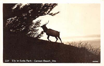 G55/ Cannon Beach Oregon RPPC Postcard c1940s Elk Ecola Park Silhouette