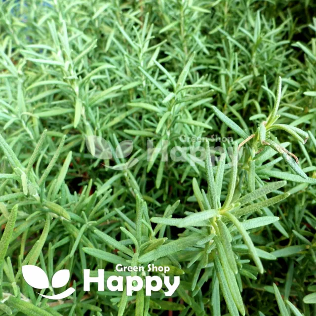 Russian Tarragon - 2000 Seeds - Artemisia Dracunculus - Aromatic Herb Estragon