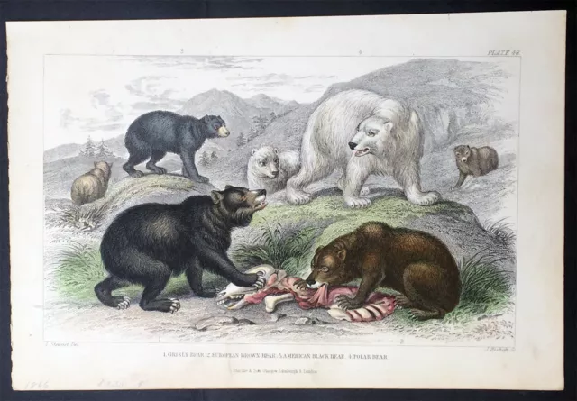 1862 Blackie & Son Antique Print of Grizzly, American Brown, Black & Polar Bears