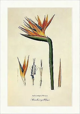 Paradiesvogelblume Strelitzia Papageienblume Südafrika Krautig Blau Redoute 104