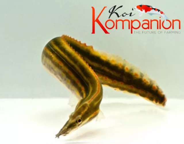 FireEel Freshwater Fish Aquarium Tank Koi Kompanion