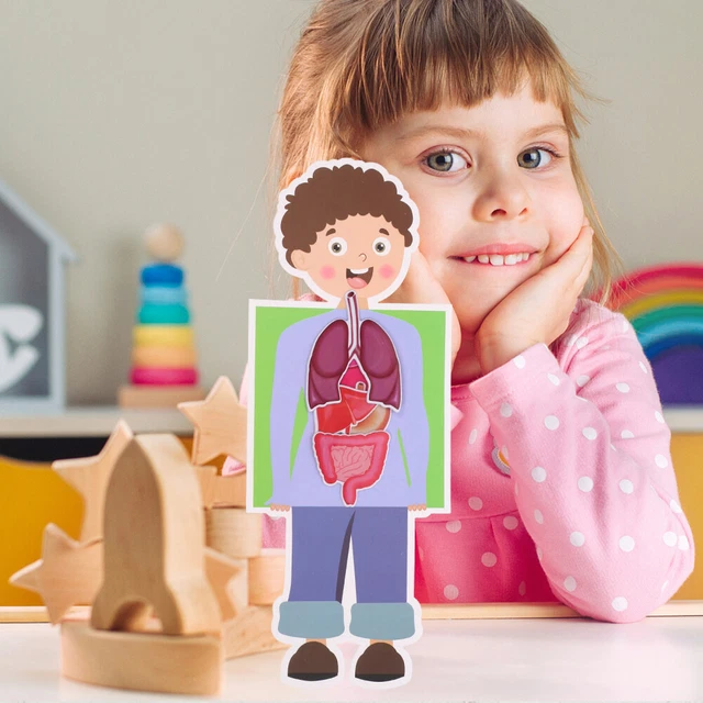 PRETYZOOM Modèle D'organe Humain Casse-tête D'anatomie Jouets