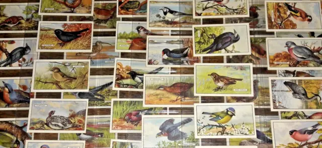 Vintage - British Birds - Full Set Of 48 Cards - 1937 - Gallaher