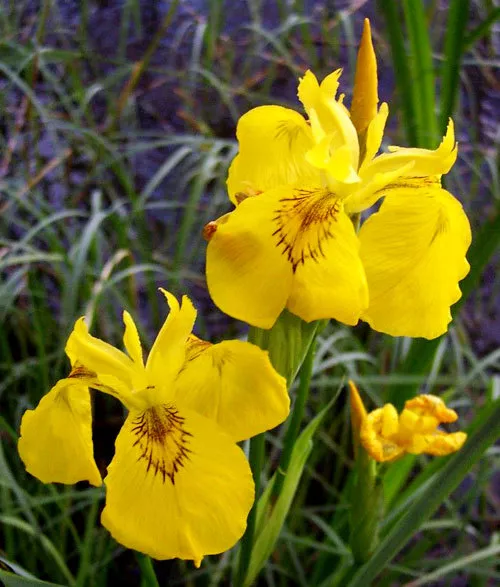 Plantas: 2 Iris Pseudacorus (Lirio De Agua Amarillo)